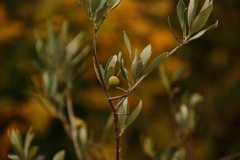 pics of olive trees|garden in olive tree wallpaper.